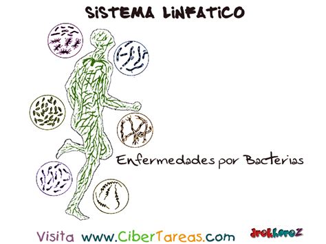 Enfermedades por Bacterias – Sistema Linfático – CiberTareas