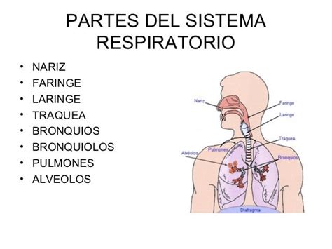 Enfermedades sistema respiratorio