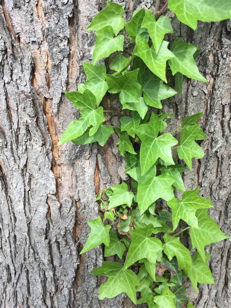 English Ivy on Bark   Free Stock Photo | Leaf photography ...