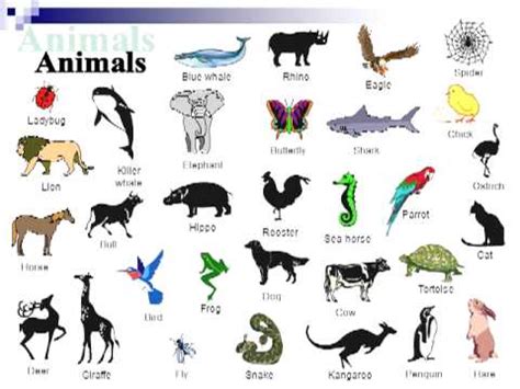 English vocabulary animals   YouTube