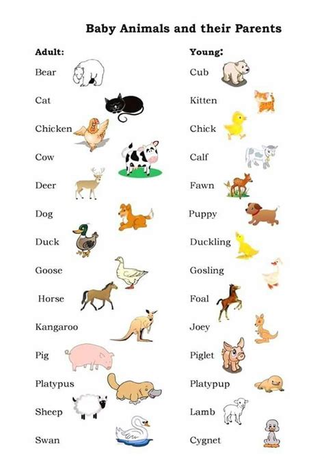 English vocabulary, baby animals and their parents #apprendreanglais ...