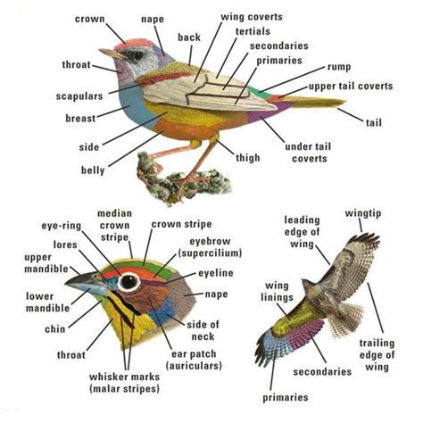 English Vocabulary: Birds and Parts of a Bird ESL Buzz