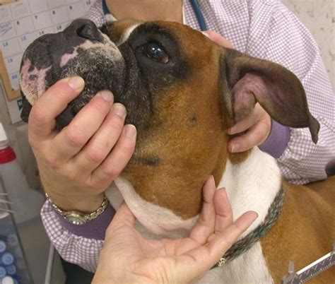 Enlarged Lymph Nodes in Dogs & Cats – A Swelling Not to Be ...