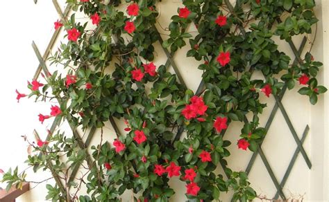 Enredaderas con flores perfectas para las paredes de tu hogar