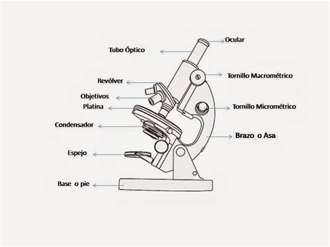 Enseñanza de la Biologia: El Microscopio Óptico y sus ...