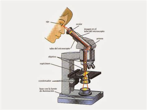 Enseñanza de la Biologia: El Microscopio Óptico y sus partes