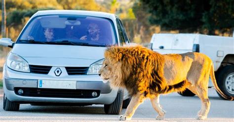 Entrada a Safari Madrid: una aventura salvajemente divertida 7% dto ...