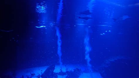 Entradas 2019 para Atlantis Aquarium en Madrid Xanadú ...