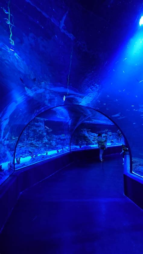 Entradas 2019 para Atlantis Aquarium en Madrid Xanadú ...