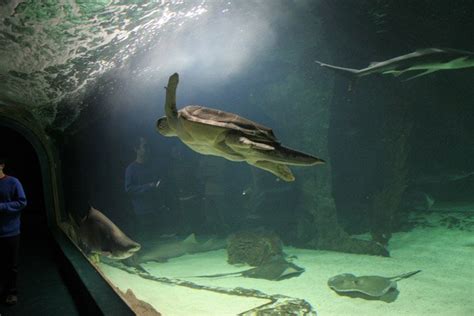 Entradas Zoo Aquarium de Madrid | Taquilla.com