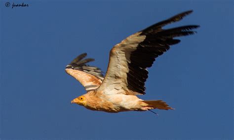 Entre alpinas y marinas.:   GUIRRE   el alimoche canario.