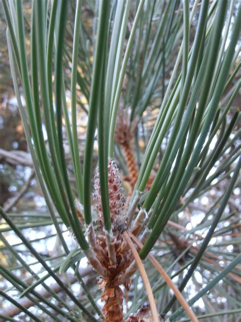 Entre plantas y bichos: Pinus pinaster  Pino resinero ...