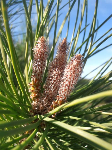 Entre plantas y bichos: Pinus pinea  pino piñonero