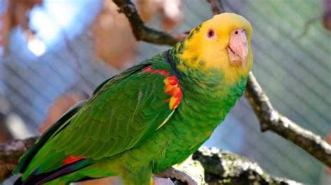 Entregan aves en peligro de extinción en todo México y se piden por ...