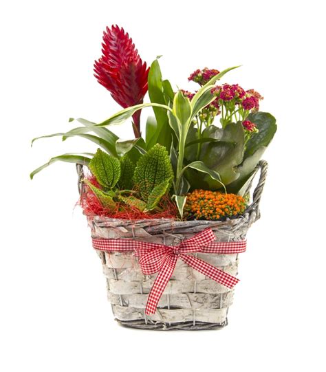 Enviar cestas de plantas para nacimientos   FloreStore