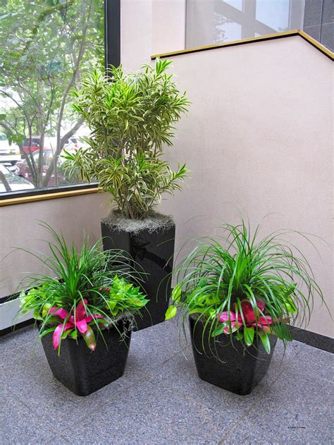 EnviroGreenery  Interior Plants, Office Plants for ...