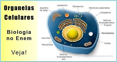 Envoltórios Celulares | Membrana plasmática, Aulas de ...
