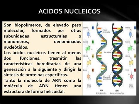 Enzimas y acidos nucleicos
