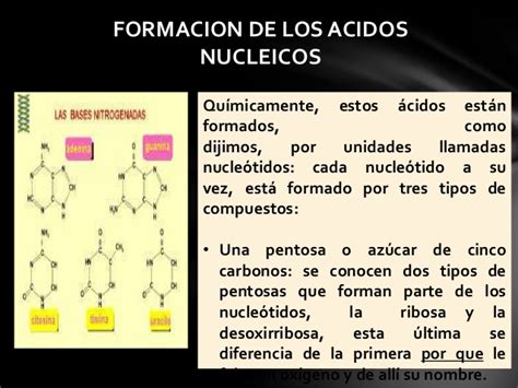 Enzimas y acidos nucleicos