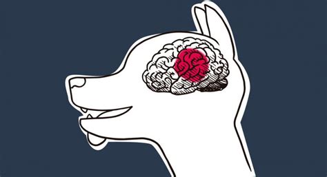 Epilepsia en el perro, qué es y causas de las convulsiones ...