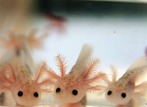 Épinglé par Carolyn L sur Axolotls my new babies | Animaux ...
