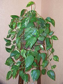 Epipremnum aureum — Wikipédia