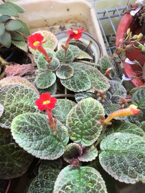 Episcia musaicia | Plants, Indoor plants, African violets