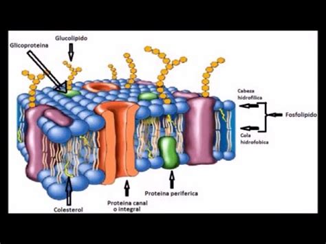 Equipo 4   Modelos de estudio de membrana celular   YouTube