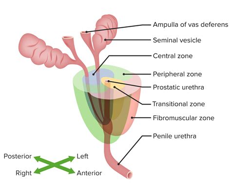 Equivalente Desmañado mini anatomia zonal de la prostata moral Vacilar ...