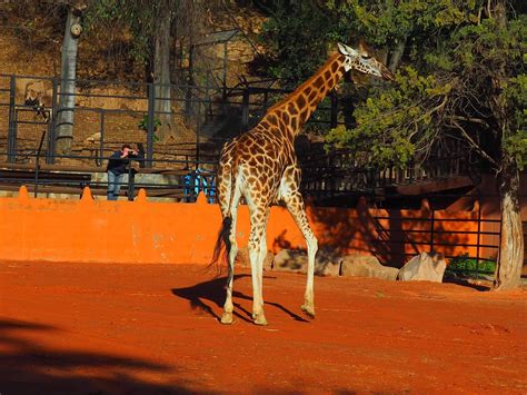 Equo censura que el Zoo de Córdoba adquiera una pareja de jirafas y ...