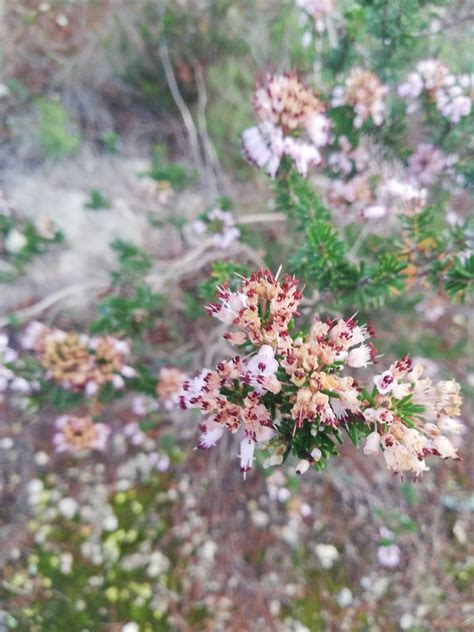 Erica multiflora, brezo de invierno, bruc d’hivern ...