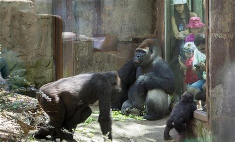 Errores, aciertos y rarezas científicas en el Zoo de Barcelona