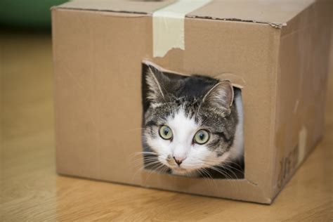¿Es importante adaptar la casa a las necesidades del gato ...