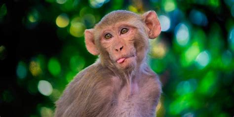 ¿Es legal tener un mono de mascota en España? Legaling