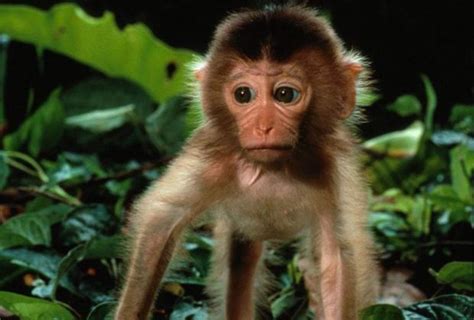 ¿Es posible tener un mono en cautiverio?