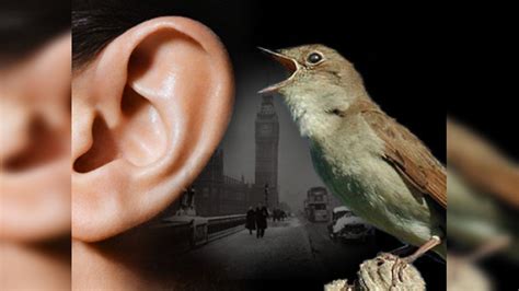 Es saludable escuchar el canto de los pájaros 5 minutos al día