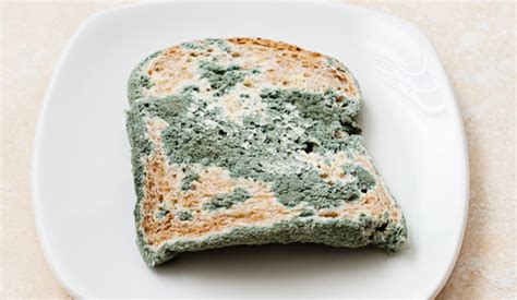 ¿Es seguro comer pan con moho? | Dietas y Nutrición ...