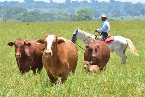Es Tamaulipas 3° lugar nacional en crecimiento de ganadería ...