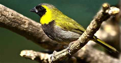 Es un ave endémica de Cuba y su nombre científico tiene un curioso ...