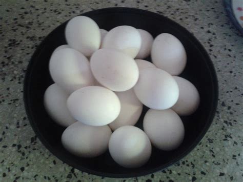 Escándalo de los huevos contaminados con fipronil ...