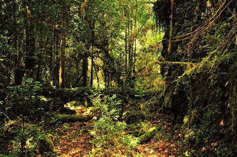 Escenas del bosque   Region de Los Lagos  Chile ...