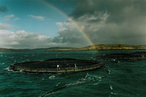Escocia modifica normativa sobre piojos del salmón