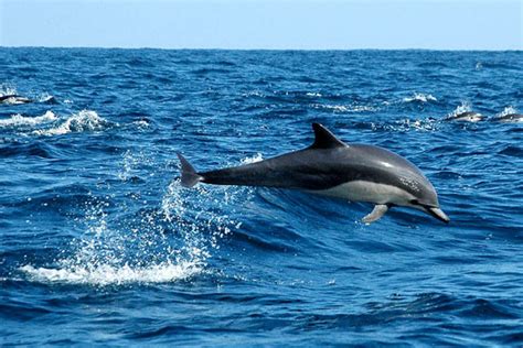 Escola de naturalistes: Dofins