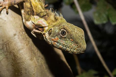 Escondite secreto de los reptiles – Science, please!