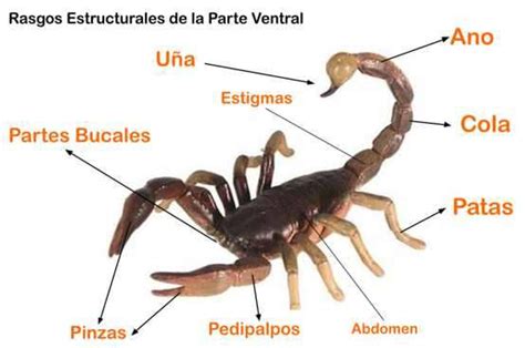 Escorpion : aracterísticas, Costumbres,Tamaño, Vida