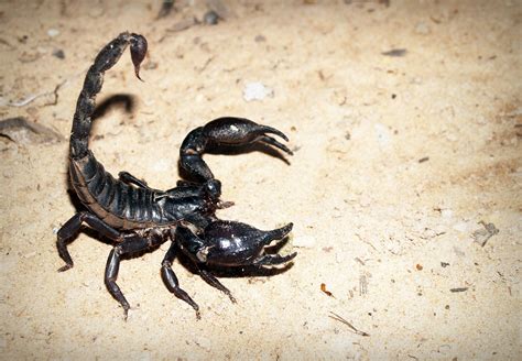 Escorpiones | Características, clasificación y hábitat del ...