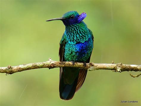 Escucha a 5 aves colombianas que piden con cantos no extinguirse
