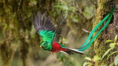 Escucha el canto del quetzal  una de las aves más hermosas ...