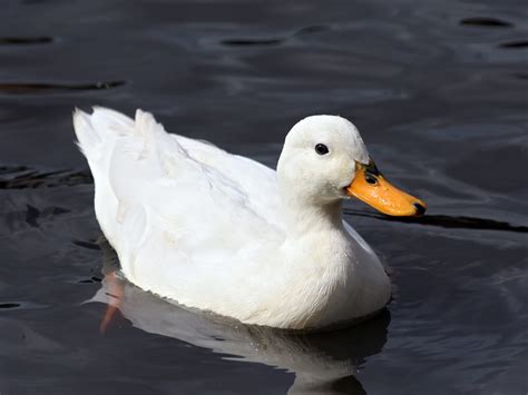 Escucha el sonido de un pato   MP3   Sonidos de animales