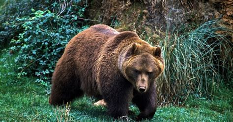 eshijar : FAUNA EN ESPAÑA : El oso pardo iberico